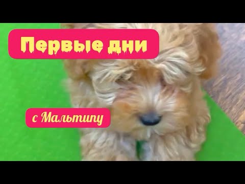 Видео: Первая ночь щенка МАЛЬТИПУ в новом доме!