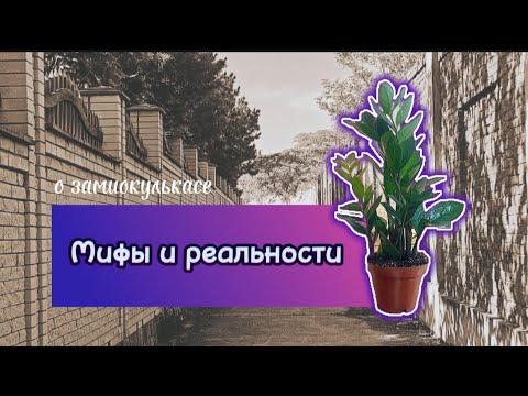 Видео: Мифы и реальности о замиокулькасе 🪴