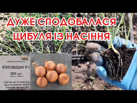 Видео: Купила насіння цибулі Ексібінш F 1,  Дайтона F 1 Сіятиму ОБОВ'ЯЗКОВО на розсаду #цибуля