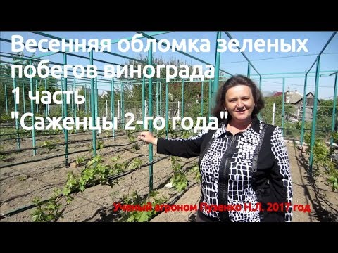 Видео: Весенняя обломка побегов винограда. 1часть. Саженцы второго года после посадки.