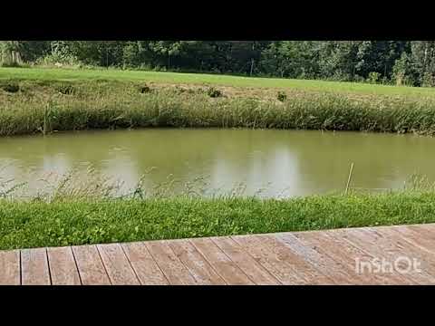 Видео: Почему запустил осетра в пруд .. только спустя 2  года!