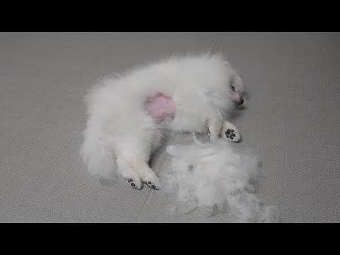 Видео: Я подстригла шерсть моим собака - они расстроились и убежали