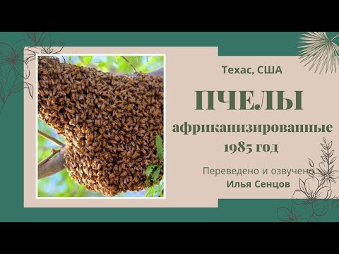 Видео: Африканизированные пчелы (1985 год, Департамент с/х США)