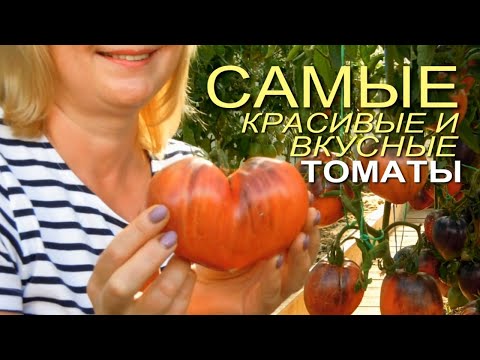 Видео: Четыре ЭКЗОТИЧЕСКИХ, КРАСИВЫХ и очень ВКУСНЫХ томатов! Советы от ЗЕЛЕНОГО ОГОРОДА!