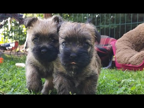 Видео: Керн терьеры. Щенкам 5 недель 💙💚♥️ #cairn #cairnterrier  #кернтерьер