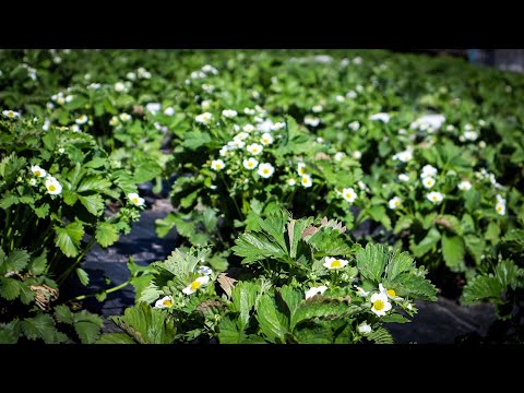Видео: Цвіт почався Гарно:Полуниця Масово Цвіте-Даю Бор і Мідний купорос