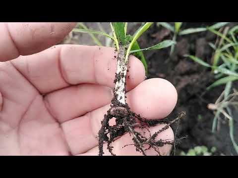 Видео: 3.11.25. Пшениця '' наша '', місяць від посіву.