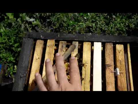 Видео: Глухе дно чи дно сітка в зиму