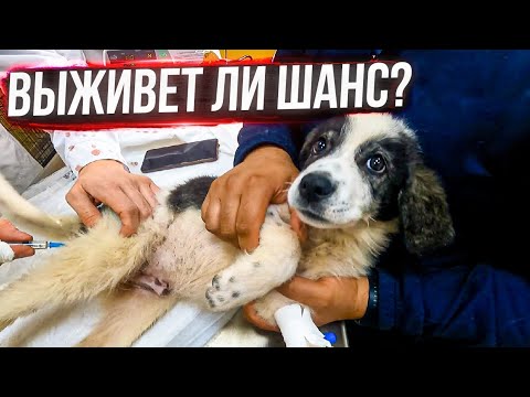 Видео: Последнее видео с лечением Шани.