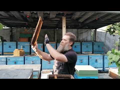 Видео: Какой кошмар, соты черные пчелы нет.