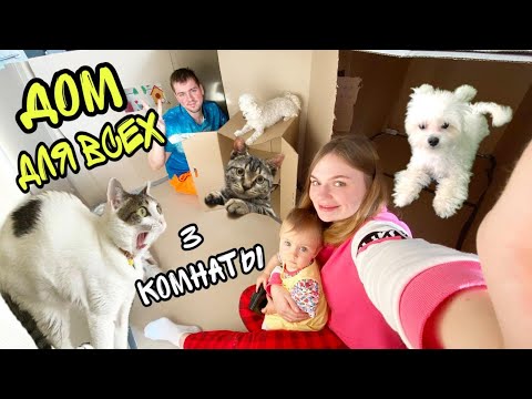 Видео: СТРОИМ ОГРОМНЫЙ КАРТОННЫЙ ДОМ ДЛЯ ЖИВОТНЫХ НА ВСЮ КОМНАТУ!