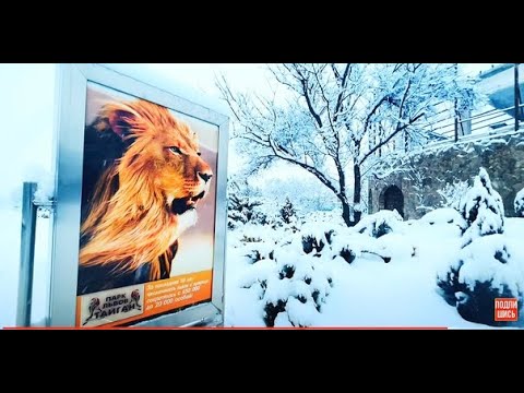 Видео: Львица Легенда и её ПОЯВЛЕНИЕ  в ТАЙГАНЕ!  Как сложилась её судьба?