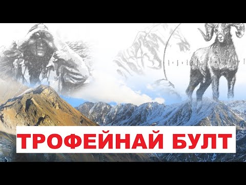 Видео: ТРОФЕЙНАЙ БУЛТ