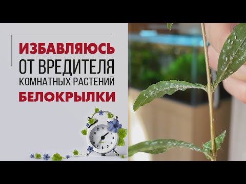 Видео: Как избавиться от белокрылки | Тестирую препараты от вредителей на растениях