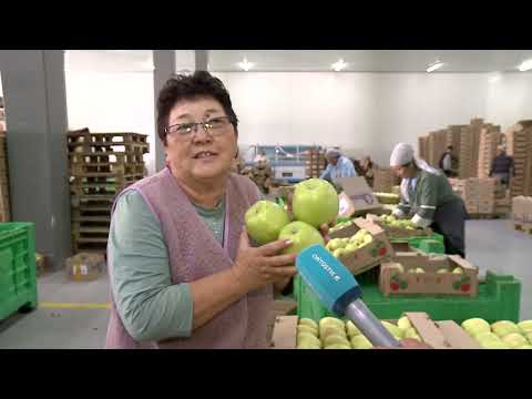 Видео: «Ауыл» партиясы мен «Қазақстан» арнасы: Түлкібас ауданынан репортаж