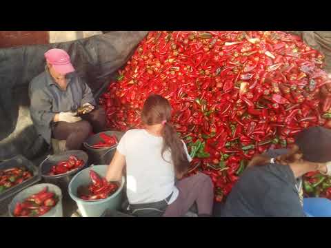 Видео: Первый урожай перца.