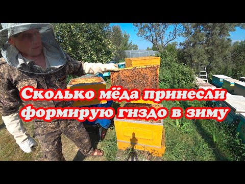 Видео: СКОЛЬКО МЁДА ПРИНЕСЛИ ПЧЁЛЫ В ДЕСЯТИРАМОЧНОМ УЛЬЕ БЕНИНХАУС, ФОРМИРОВАНИЕ ГНЕЗДА В ЗИМУ