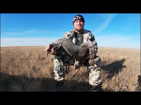 Видео: Охота на Гуся! Путешествие в Тургайские Степи!