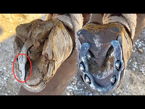 Видео: Осёл хромает!Заменив подковы копытным точильщиком,удовлетворительно