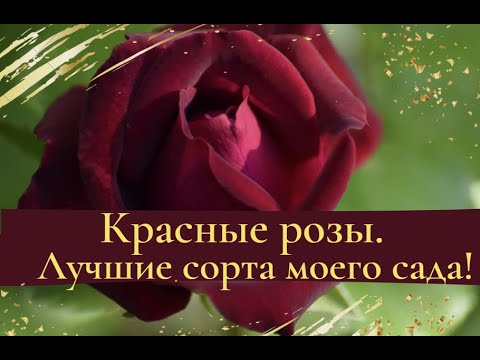 Видео: Красные розы. Лучшие сорта моего сада!