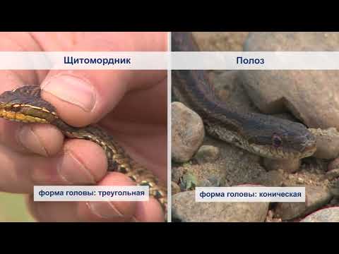 Видео: ядовитые и не ядовитые змеи на среднем Амуре_venomous and not venomous snakes on Central Amur