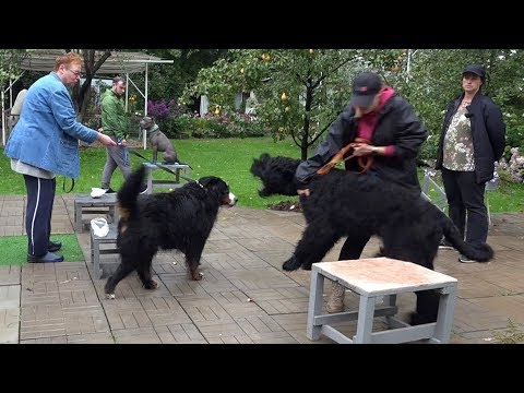 Видео: Когда собаки дерутся, что делать? Выпуск 11.