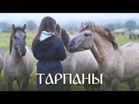 Видео: Сыграла на флейте и призвала ДИКИХ ЛОШАДЕЙ
