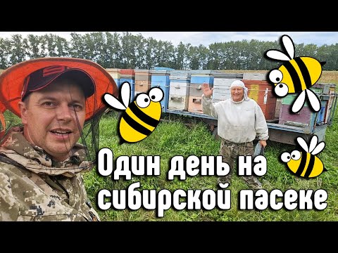 Видео: Один день на Сибирской пасеке