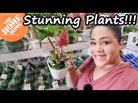 Видео: День покупок комнатных растений в Home Depot! 🌿Потрясающие растения!