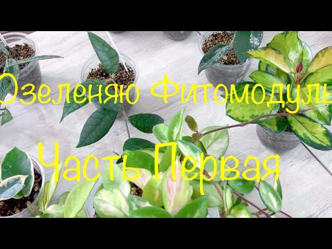 Видео: Озеленяю Фитомодуль ( Часть Первая)