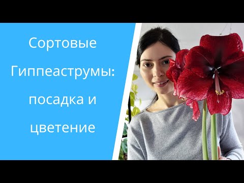 Видео: Посадка луковиц и цветение 4 сортовых Гиппеаструмов