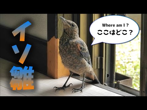 Видео: Летние трясогузки – голубые каменки и хорошие новости!