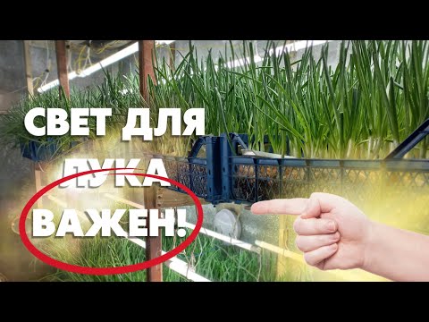 Видео: Важность света для выращивания,как вырастить лук на перо