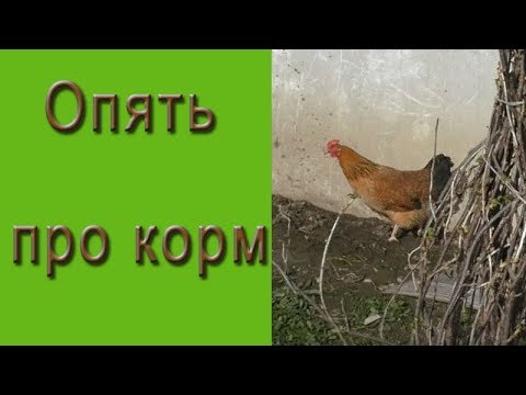 Видео: Снова про корм, ответ на комментарии