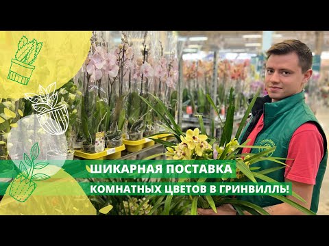 Видео: Шикарная поставка комнатных цветов в Гринвилль!