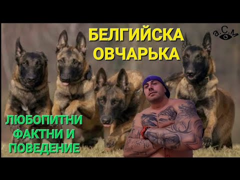 Видео: БЕЛГИЙСКА ОВЧАРКА МАЛИНОА - ЛЮБОПИТНИ ФАКТНИ И ПОВЕДЕНИЕ      а.С.м