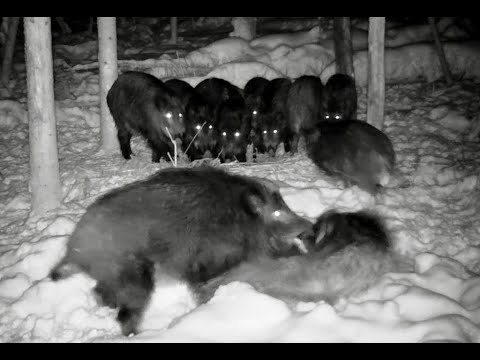 Видео: Опять она кусается.