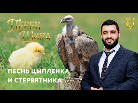 Видео: 🐥 Перек Шира: Песнь цыпленка и стервятника  (Рав Исраэль Якобов) Цикл: Песнь Творения. #40