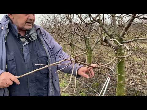 Видео: Как обрезать черешни на снижение высоты деревьев . Ньюансы в опылении черешни .