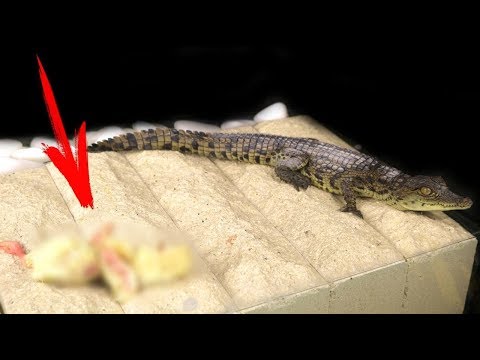 Видео: ЧТО ЕСЛИ КРОКОДИЛУ ДАТЬ ЗАМОРОЖЕННОГО ЦЫПЛЕНКА - НАПАЛ!