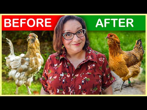 Видео: Прекратите выщипывать перья НАВСЕГДА с помощью этих простых советов