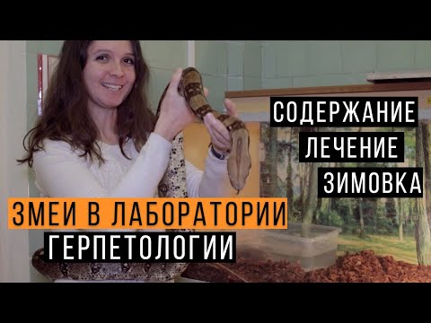Видео: Змеи в лаборатории герпетологии / Спасаем УДАВА! / Содержание и лечение змей / Зимовка змей в неволе
