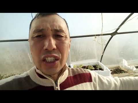 Видео: жылыжайды жылыту өте онай және тегін