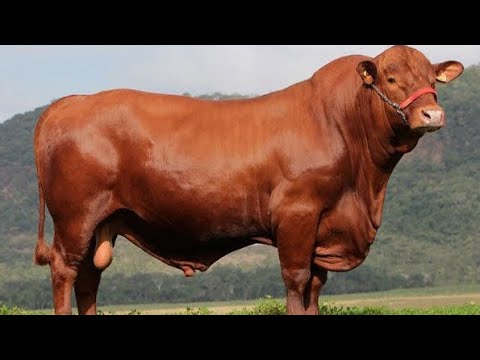 Видео: За пределами Брафорда: три лучшие климатически устойчивые породы для современного скотоводства
