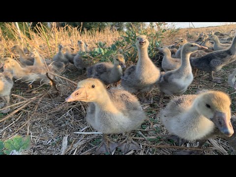 Видео: Гусиный двор - перезагрузка//Только для моих зрителей и диванных экспертов-вирусологов-генетиков