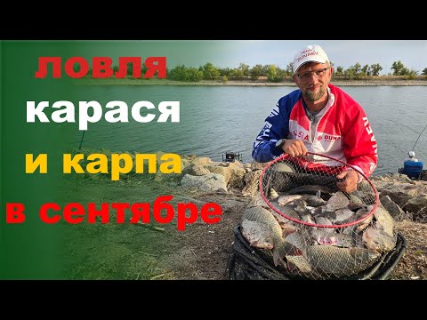 Видео: караси и сазаны в сентябре