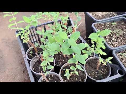 Видео: Как эфективно и быстро размножить жимолость.