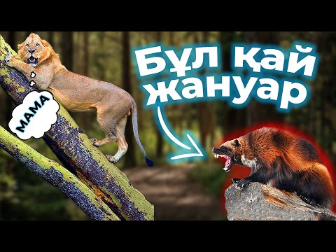 Видео: АРЫСТАНДЫ "УПОР" КӨРМЕЙТІН ЖАНУАР / ҮРЕЙСІЗ ТІРШІЛІК ИЕСІ