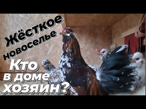 Видео: Курятник "ЛЮКС". НОВЫЙ ПЕТУШОК! АЛТАЙСКАЯ БЕНТАМКА.