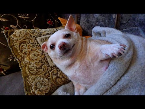 Видео: влог - рум тур с Мухой, про опасный гололёд и цветы дома